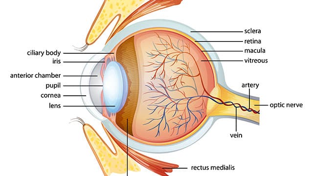 iris-eye-anatomy