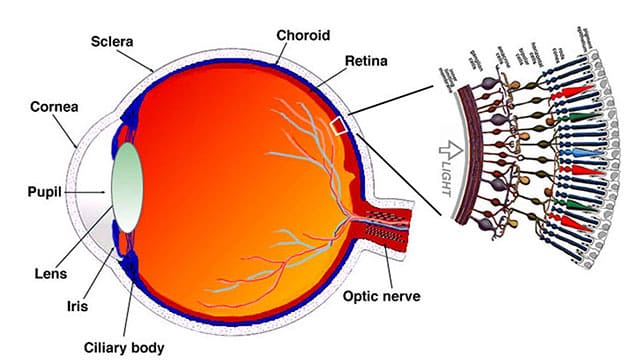 retina-eye-schematic